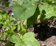 A close up of a plant
AI-generated content may be incorrect.