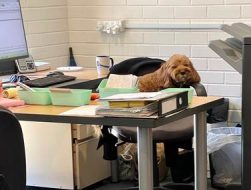 The image shows a cozy office desk with a small, fluffy dog sleeping on top of the cluttered papers and office supplies.
AI-generated content may be incorrect.