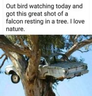 A car in a tree

Description automatically generated